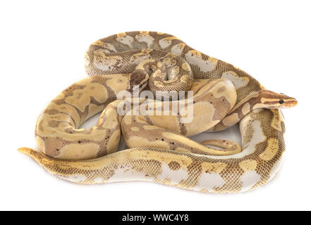 Ball pythons vor weißem Hintergrund Stockfoto