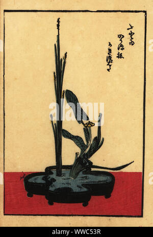 Japanischen Blumenarrangements mit Pfeilspitze Anlage und Schilf in einem Wassernapf. Papierkörbe Holzschnitt Kupferstich hanga aus einem Buch des Shinshintei Schule des Ikebana, 1835. Stockfoto