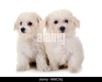 Junge Bichon Akazie vor weißem Hintergrund Stockfoto