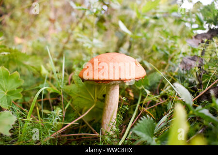 Orange Kappe (Leccinum aurantiacum) Steinpilze. Stockfoto