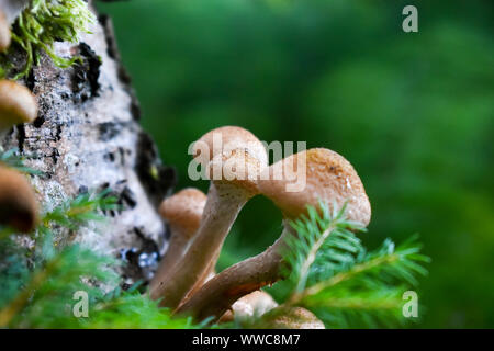 Honig Pilze wachsen am Baum. Stockfoto
