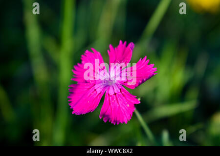 Rosa Nelke (Dianthus carthusianorum) Blumen. Stockfoto