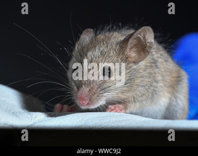 Niederfinow, Deutschland. 11 Sep, 2019. Eine Hausmaus (Mus musculus) sitzt auf dem Handschuh von Iva Martincová, Biologe aus der Tschechischen Republik, in der Forschungsstation des Leibniz-Instituts für Zoo- und Wildtierforschung (Izw) im Forschungsverbund Berlin e.V. im Osten Maus ist Brauner, der Westen Maus dicker. Was bedeutet es für die Evolution bedeutet, wenn diese kleinen Tiere mate? Bereich Forschung ist in vollem Gange - in den wilden Brandenburg. Foto: Patrick Pleul/dpa-Zentralbild/ZB/dpa/Alamy leben Nachrichten Stockfoto