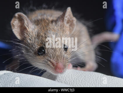 Niederfinow, Deutschland. 11 Sep, 2019. Eine Hausmaus (Mus musculus) sitzt auf dem Handschuh von Iva Martincová, Biologe aus der Tschechischen Republik, in der Forschungsstation des Leibniz-Instituts für Zoo- und Wildtierforschung (Izw) im Forschungsverbund Berlin e.V. im Osten Maus ist Brauner, der Westen Maus dicker. Was bedeutet es für die Evolution bedeutet, wenn diese kleinen Tiere mate? Bereich Forschung ist in vollem Gange - in den wilden Brandenburg. Foto: Patrick Pleul/dpa-Zentralbild/ZB/dpa/Alamy leben Nachrichten Stockfoto
