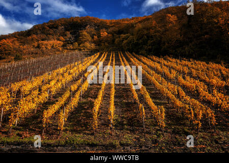 Weinberg im Herbst an der Mosel, Deutschland. Stockfoto