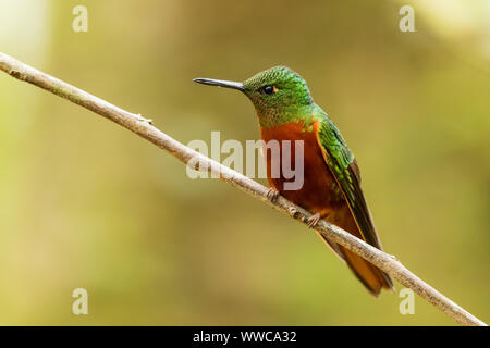 Kastanien-breasted Coronet - Boissonneaua matthewsii, schöne farbige Hummingbird von Andinen Pisten von Südamerika, Guango Lodge, Ecuador. Stockfoto