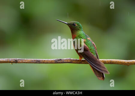 Kastanien-breasted Coronet - Boissonneaua matthewsii, schöne farbige Hummingbird von Andinen Pisten von Südamerika, Guango Lodge, Ecuador. Stockfoto