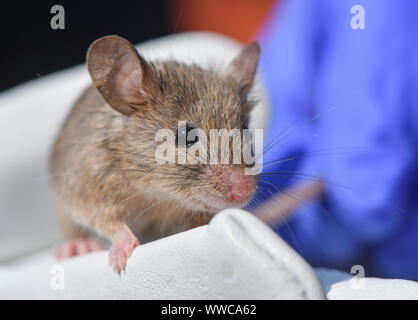 Niederfinow, Deutschland. 11 Sep, 2019. Eine Hausmaus (Mus musculus) sitzt auf dem Handschuh von Iva Martincová, Biologe aus der Tschechischen Republik, in der Forschungsstation des Leibniz-Instituts für Zoo- und Wildtierforschung (Izw) im Forschungsverbund Berlin e.V. im Osten Maus ist Brauner, der Westen Maus dicker. Was bedeutet es für die Evolution bedeutet, wenn diese kleinen Tiere mate? Bereich Forschung ist in vollem Gange - in den wilden Brandenburg. Foto: Patrick Pleul/dpa-Zentralbild/ZB/dpa/Alamy leben Nachrichten Stockfoto