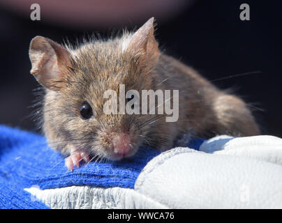Niederfinow, Deutschland. 11 Sep, 2019. Eine Hausmaus (Mus musculus) sitzt auf dem Handschuh von Iva Martincová, Biologe aus der Tschechischen Republik, in der Forschungsstation des Leibniz-Instituts für Zoo- und Wildtierforschung (Izw) im Forschungsverbund Berlin e.V. im Osten Maus ist Brauner, der Westen Maus dicker. Was bedeutet es für die Evolution bedeutet, wenn diese kleinen Tiere mate? Bereich Forschung ist in vollem Gange - in den wilden Brandenburg. Foto: Patrick Pleul/dpa-Zentralbild/ZB/dpa/Alamy leben Nachrichten Stockfoto