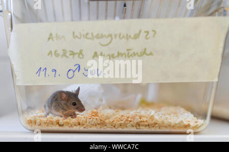 Niederfinow, Deutschland. 11 Sep, 2019. Eine Hausmaus (Mus musculus) können in einem Käfig in der Forschungsstation des Leibniz-Instituts für Zoo- und Wildtierforschung (Izw) im Forschungsverbund Berlin gesehen werden. Die Maus ist Brauner, der Westen Maus dicker. Was bedeutet es für die Evolution bedeutet, wenn diese kleinen Tiere mate? Bereich Forschung ist in vollem Gange - in den wilden Brandenburg. Foto: Patrick Pleul/dpa-Zentralbild/ZB/dpa/Alamy leben Nachrichten Stockfoto