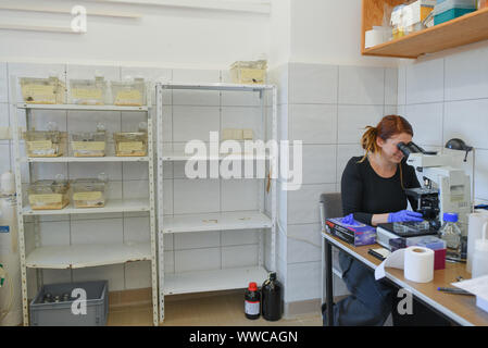Niederfinow, Deutschland. 11 Sep, 2019. Iva Martincová, Biologe aus der Tschechischen Republik, sitzt an einem Mikroskop in der Forschungsstation des Leibniz-Instituts für Zoo- und Wildtierforschung (Izw) im Forschungsverbund Berlin. Die Maus ist Brauner, der Westen Maus dicker. Was bedeutet es für die Evolution bedeutet, wenn diese kleinen Tiere mate? Bereich Forschung ist in vollem Gange - in den wilden Brandenburg. Foto: Patrick Pleul/dpa-Zentralbild/ZB/dpa/Alamy leben Nachrichten Stockfoto