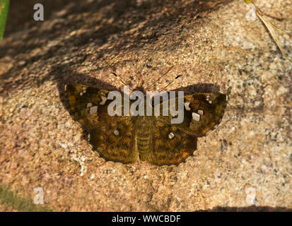 Die Elfin Skipper ist eine kleine Motte - wie Schmetterling, das mehr noramlly in oder in der Nähe von bewaldeten Gebieten gefunden. Sie sind häufig und nächtliche in Gewohnheit Stockfoto