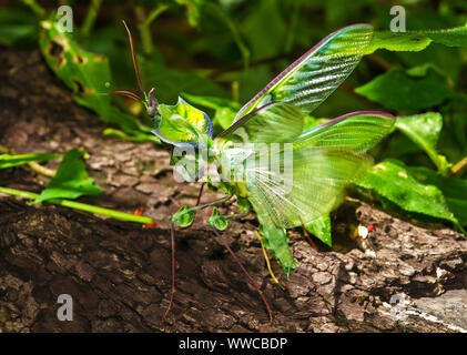 Eine große und robuste weiblichen Eyed Flower Mantis maes ein unverwechselbares Warnung stimmt, dass schreckt die meisten würden - Raubtiere. Stockfoto