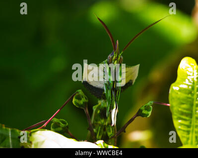 Eine große und robuste weiblichen Eyed Flower Mantis starrt Kopf auf beobachten jede Bewegung der Beute oder werden können, eine mögliche Bedrohung. Stockfoto