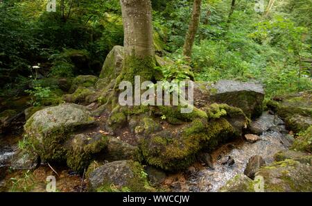 Der Schwarzwald ist eine der schönsten Natur in Deutschland Stockfoto