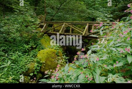 Der Schwarzwald ist eine der schönsten Natur in Deutschland Stockfoto