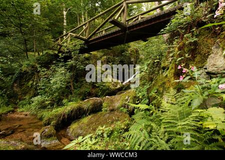 Der Schwarzwald ist eine der schönsten Natur in Deutschland Stockfoto