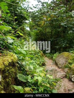 Der Schwarzwald ist eine der schönsten Natur in Deutschland Stockfoto