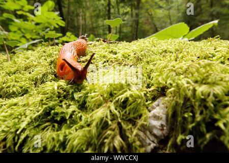 Der Schwarzwald ist eine der schönsten Natur in Deutschland Stockfoto