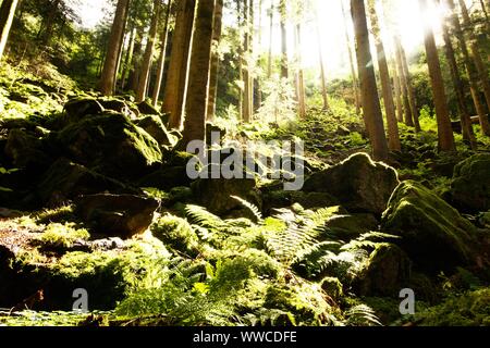 Der Schwarzwald ist eine der schönsten Natur in Deutschland Stockfoto