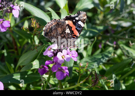 Rot Schmetterling Admiral (Vanessa atalanta) SW nectaring, Dumfries, Schottland Stockfoto