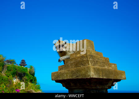 Macaque in Uluwatu Bucht - Bali - Indonesien Stockfoto