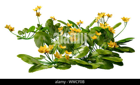 3D-Rendering für eine Caltha palustris oder sumpfdotterblume oder kingcup Blumen auf weißem Hintergrund Stockfoto