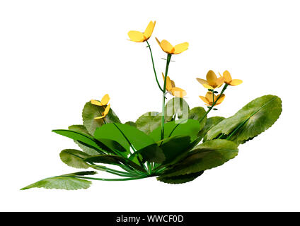 3D-Rendering für eine Caltha palustris oder sumpfdotterblume oder kingcup Blumen auf weißem Hintergrund Stockfoto