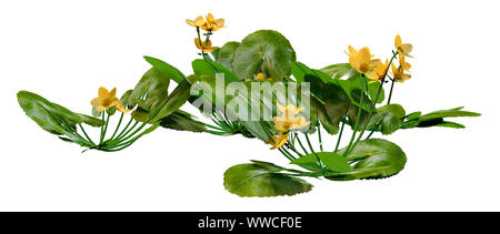3D-Rendering für eine Caltha palustris oder sumpfdotterblume oder kingcup Blumen auf weißem Hintergrund Stockfoto