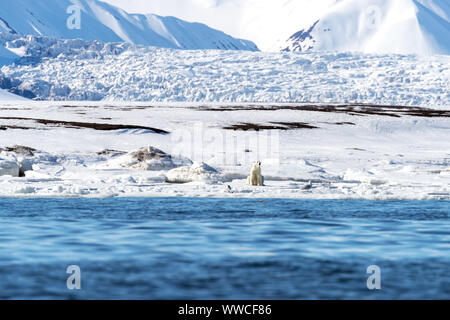 Nach weiblichen Eisbären, Ursus maritimus, sitzt auf dem schnellen Eis von Svalbard. Glaucous Möwen sind neben sitzen und ein Gletscher kann in der Bac gesehen werden. Stockfoto