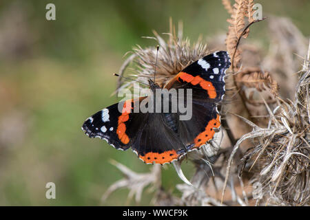 Rot Schmetterling Admiral (Vanessa atalanta) SW nectaring, Dumfries, Schottland Stockfoto