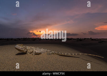 Dramatischer Sonnenuntergang in der Wüste!!! Stockfoto