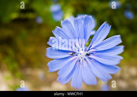 Nahaufnahme einer Gemeinsamen Chicorée Blume in der Natur Stockfoto