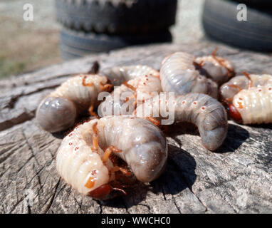 Nashorn Käfer, Nashorn Käfer Larven auf einem alten Holz stumpf. Große Larven ein Nashorn Käfer. Stockfoto