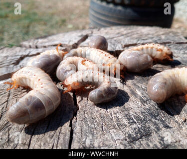 Nashorn Käfer, Nashorn Käfer Larven auf einem alten Holz stumpf. Große Larven ein Nashorn Käfer. Stockfoto