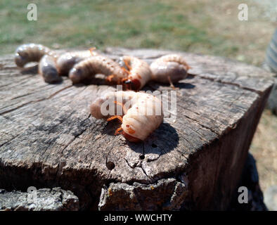 Nashorn Käfer, Nashorn Käfer Larven auf einem alten Holz stumpf. Große Larven ein Nashorn Käfer. Stockfoto