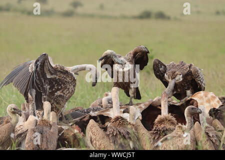 Geier Fütterung auf ein Aas, Masai Mara National Park, Kenia. Stockfoto