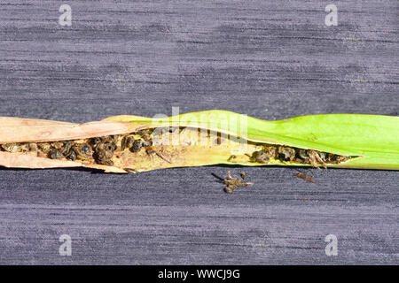 Nahaufnahme der verdauten Insekten in die Falle des sarracenia Stockfoto