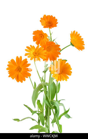 Büsche von orange Ringelblume Blumen Hintergrund. Auf weiß isoliert. Stockfoto