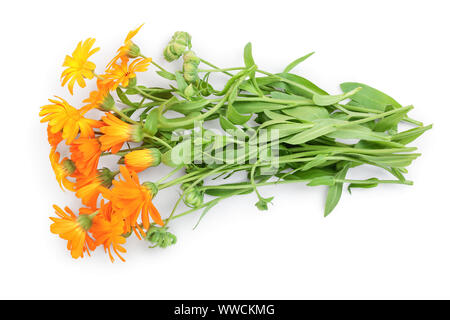 Büsche von orange Ringelblume Blumen Hintergrund. Auf weiß isoliert. Stockfoto