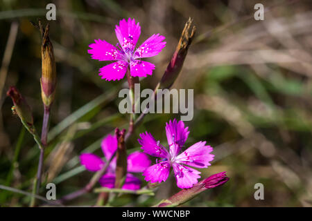 Dianthus Carthusianorum (Kartäuser-rosa) Stockfoto