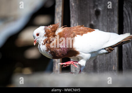 Ganselkröpfer pigeon, gefährdete Taube Rasse aus Österreich Stockfoto