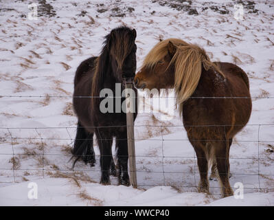 Zwei braune Islandponys am Stacheldrahtzaun in Island im März Stockfoto