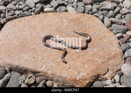 Sunbeam Schlange (Xenopeltis unicolor) bereits tot. Reptilien auf den gelben Stein Hintergrund. Kopf und Teil des Körpers. Stockfoto