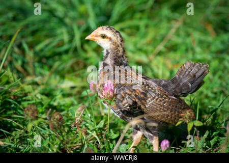 Stoapiperl/Steinhendl, Jungen auf der Wiese - ein kritisch bedrohte Huhn züchten aus Österreich Stockfoto