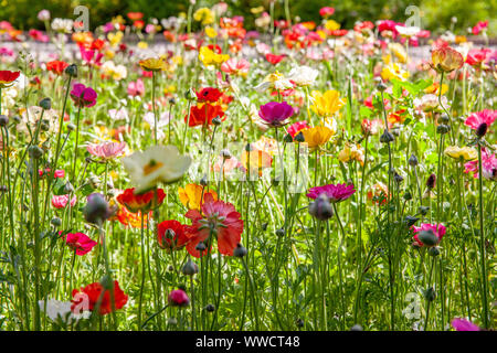 Blumen in einem öffentlichen Park in Schiraz, Iran Stockfoto