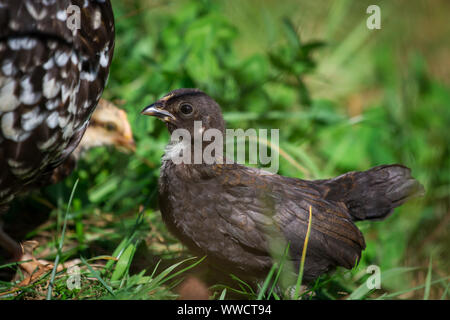 Stoapiperl/Steinhendl, schwarzen Jungen auf der Wiese - ein kritisch bedrohte Huhn züchten aus Österreich Stockfoto