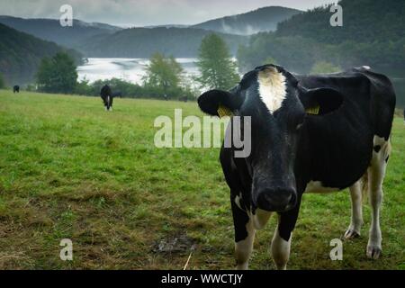 Kühe auf dem Bauernhof, Nationalpark Eifel Deutschland. Stockfoto