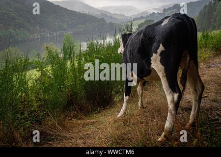 Kühe auf dem Bauernhof, Nationalpark Eifel Deutschland. Stockfoto