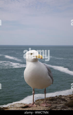 Europäische Silbermöwe, möwe auf einer Wand, Stockfoto